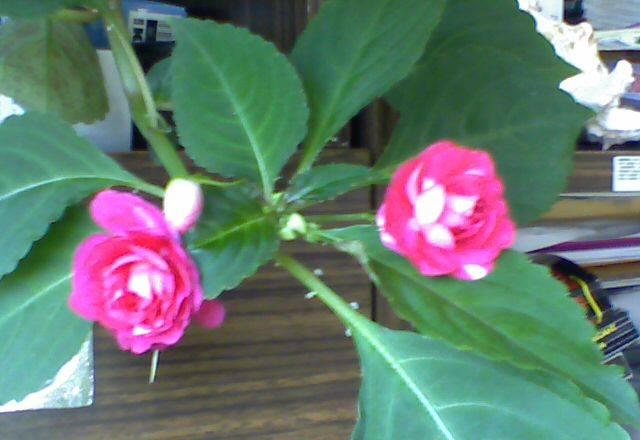 Бальзамин  махровый Москва