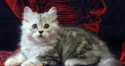 Элитные шотландские супер котики - ns22 Москва