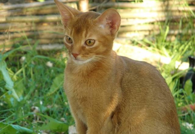 Раскошный котик Москва