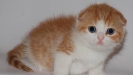 Шотландский вислоухий котик Москва