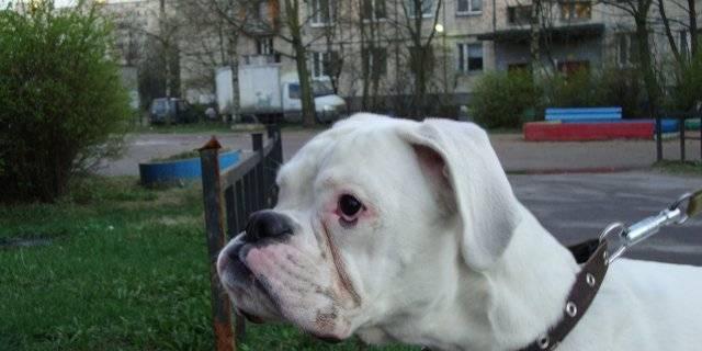 Белому боксеру  требуется хозяин Санкт-Петербург