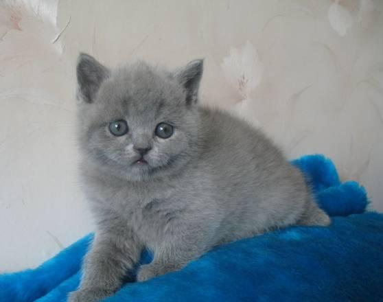 Британские  клубные котята шоу класса Москва