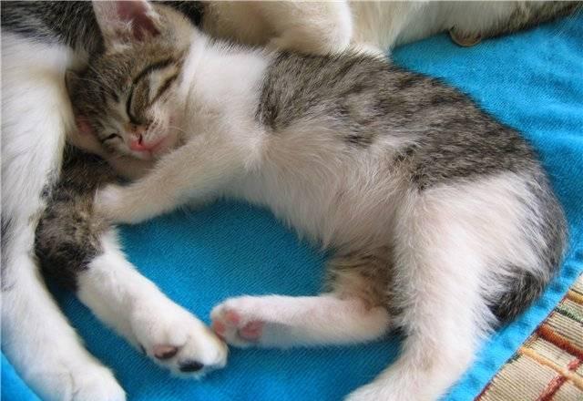 Котенок Мишка в добрые и заботливые ручки Москва