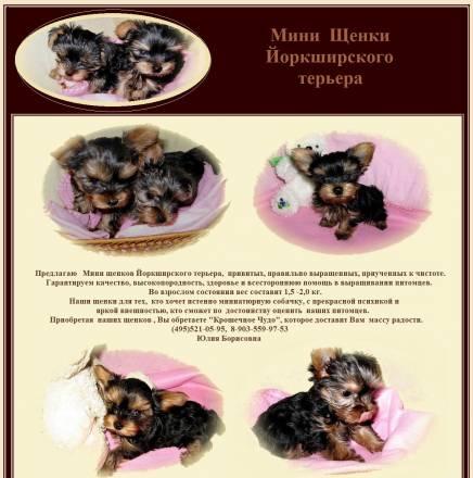 Щенки Йоркширского терьера Москва