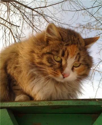Кошка-сибирячка ждет хозяина Москва