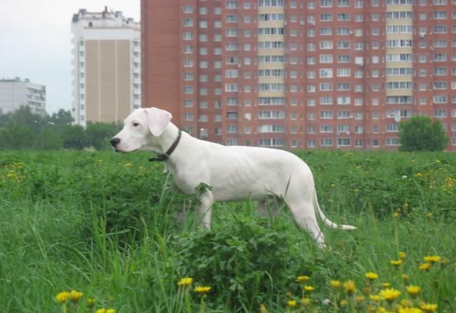 Аргентинский дог Москва