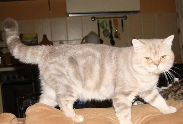 Шикарный Британский кот на вязку приглашает, котят Нижний Новгород