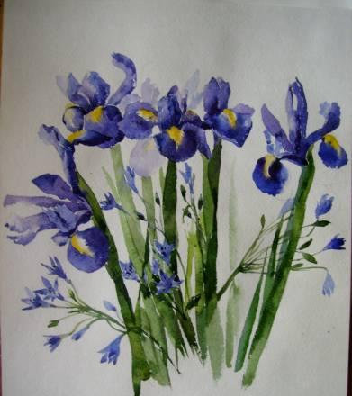 Ирисы Москва