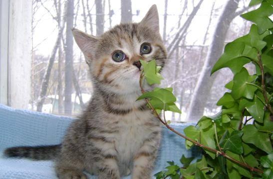 Шотландские котята2мессеребро,вискас  и др Москва