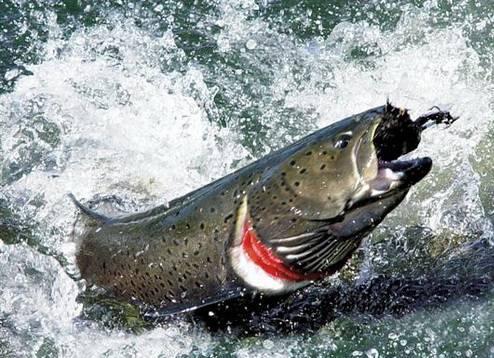 Трофейная  рыбалка в красноярском крае Новосибирск