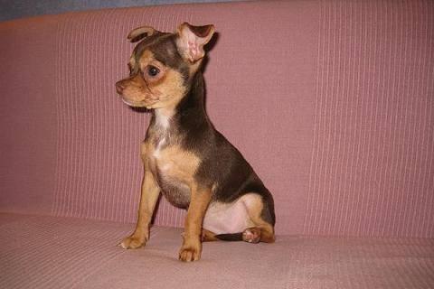 Чихуахуа. Очаровательная девочка Москва
