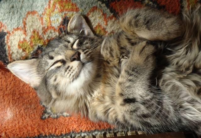 Красивого котика отдаю в добрые ручки Москва