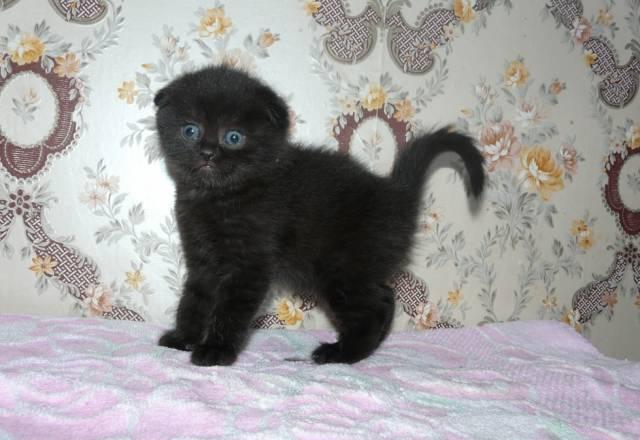 Вислоухий котик Саратов