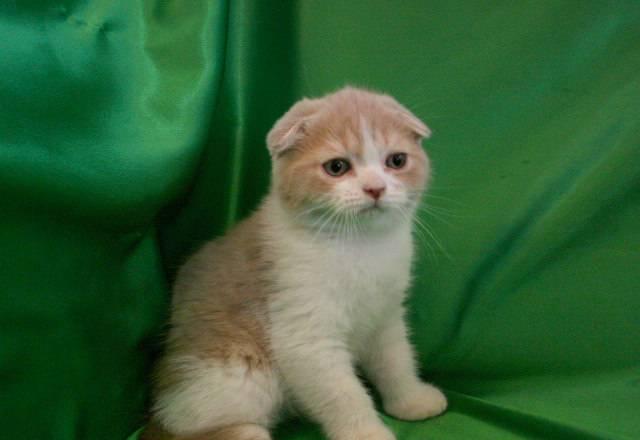 Вислоухий котик Москва