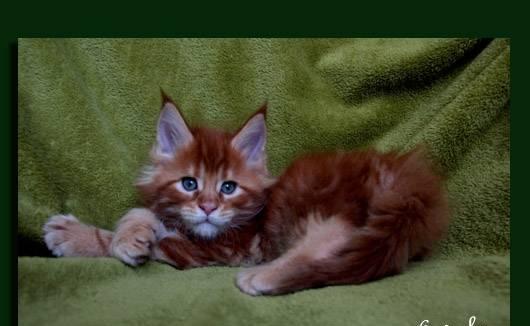 Котята мейн кун от питомника Talkingcats Москва
