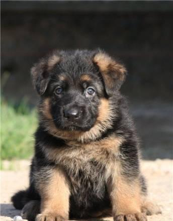 Лучшие щенки немецкой овчарки Москва