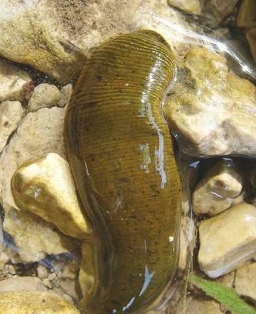 Пиявка медицинская Пермь