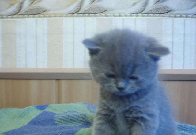 Британская короткошерстная голубая девочка Санкт-Петербург