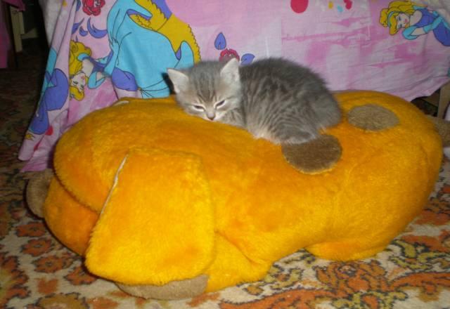 Отдам в дар Челябинск