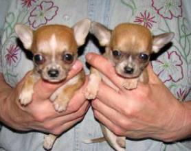 Чихуахуа.торг Москва