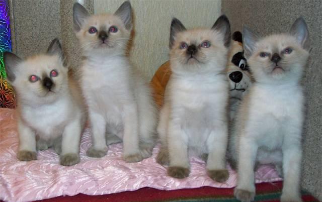 Продаются тайские котята Москва