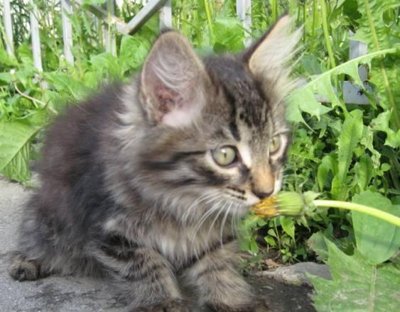 Котёнок пропадает Нижний Новгород