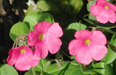 Экзотические кислицы (Oxalis) Москва