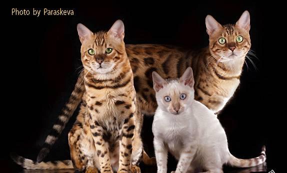 Бенгальские котята, снежные бенгалы Санкт-Петербург