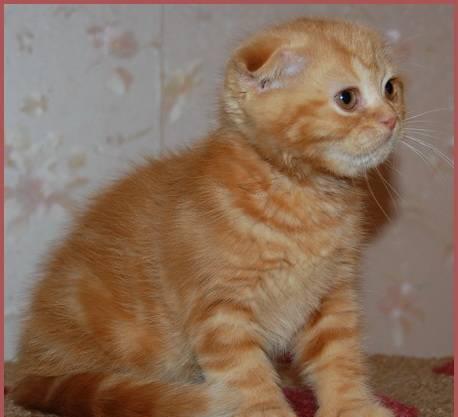 Великолепная вислоухая кошечка, красный мрамор Санкт-Петербург