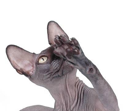 Черный котенок канадского сфинкса Москва
