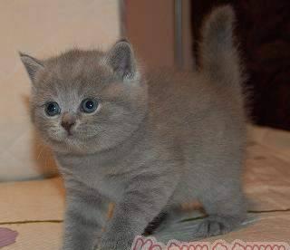 Британский котенок ( ) Москва