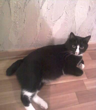 Котик в хорошие добрые руки Саратов