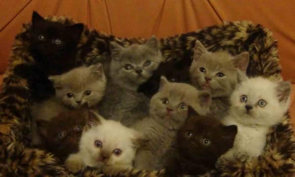 Британские котята- голубой,лиловый,чёрный,шоколад Санкт-Петербург