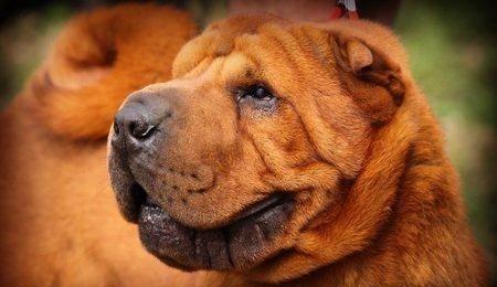 Щенки Шар-пея от неоднократных Чемпионов Краснодар