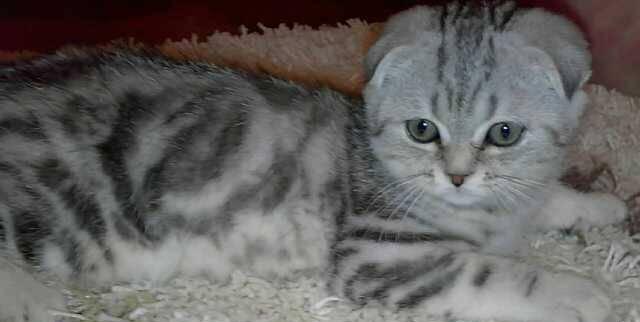Котята Ростов-на-Дону