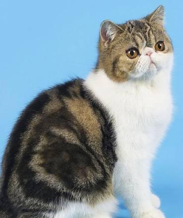 Экзотический котик Бийск