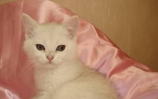 Британские и Шотландские вислоухие котята Москва