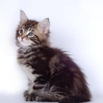 Котята мейн кун Белгород