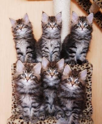 Котята мейн кун Воронеж