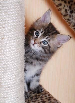 Котята мейн кун Волгоград