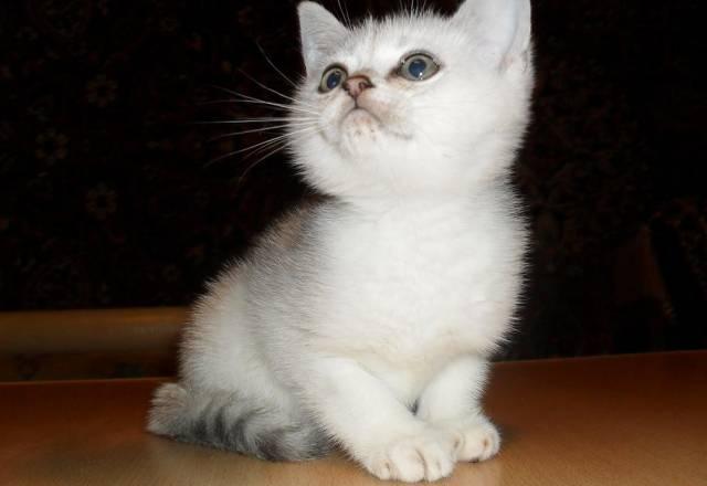 Затушованная  шиншила котик зеленоглазый Москва