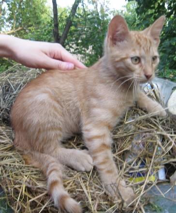 Котенок Мытищи
