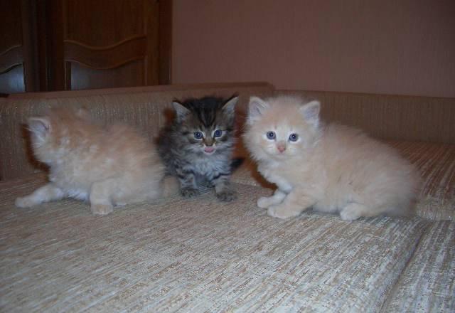 Продаются Сибирские котята,мальчики и девочки Санкт-Петербург