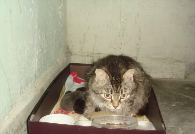 Кошка и 5 котят,рожденные в лифте, ищут дом Москва