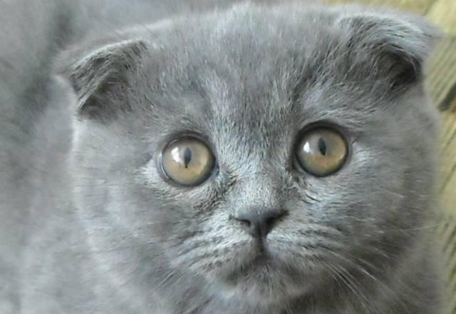 Шотландские котята  2,5 мес Санкт-Петербург