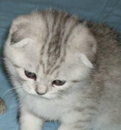 Вислоухий котик серебристого окраса. 2 мес Москва