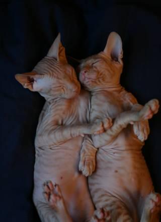 Продам 3-х котят Санкт-Петербург