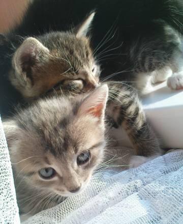 Котята Самара