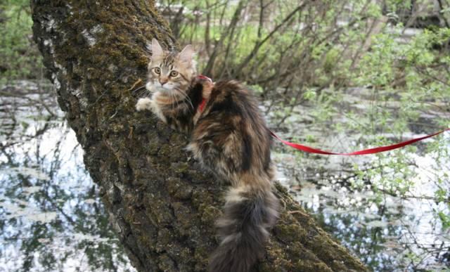 Мейн кун котята Москва
