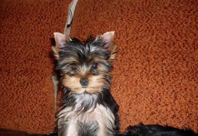 Щенки Москва